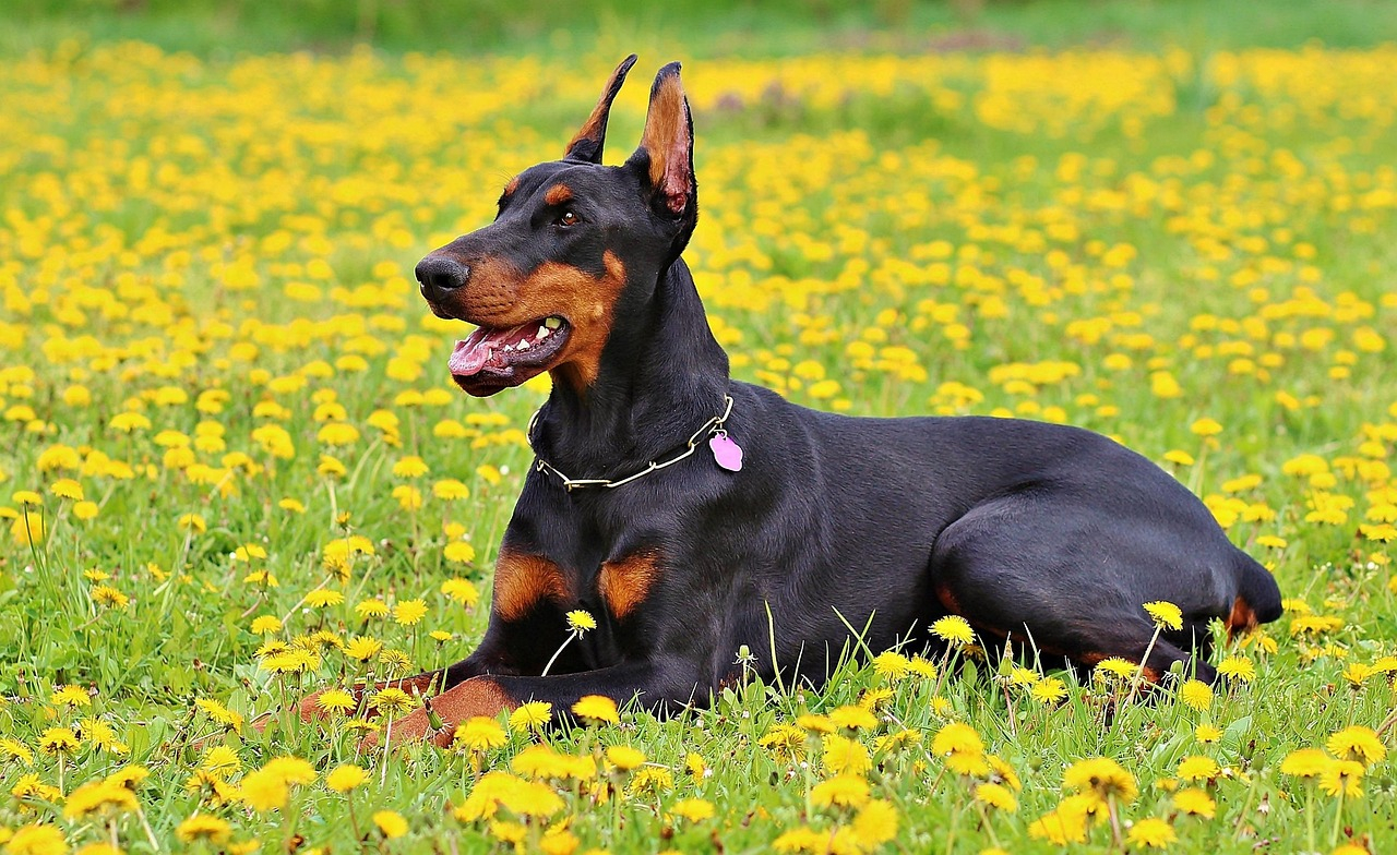 Tiravento Dobermann Züchter