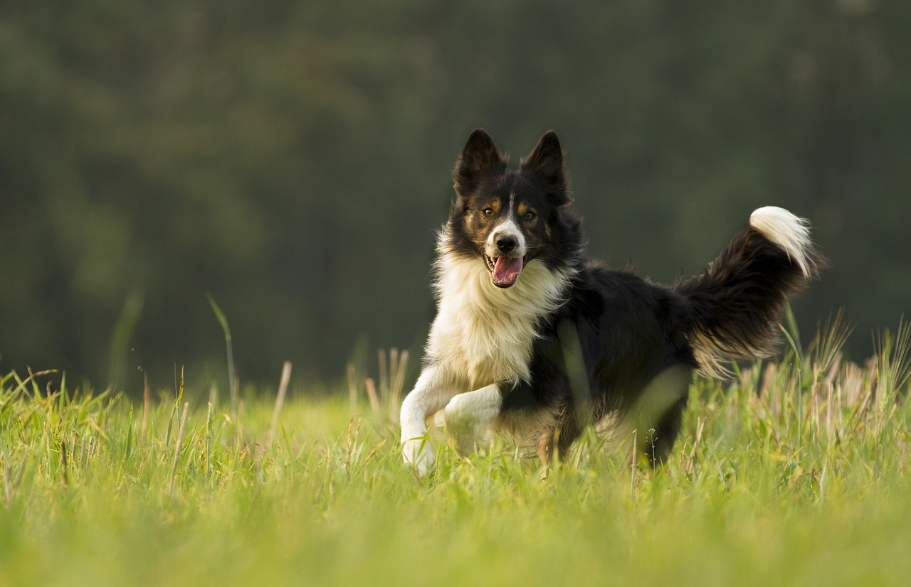 Rettungshund im DRK